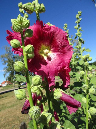 Stockros  
                                 
2018-06-29 Stockros_0104  
Granudden  
Färjestaden  
Öland