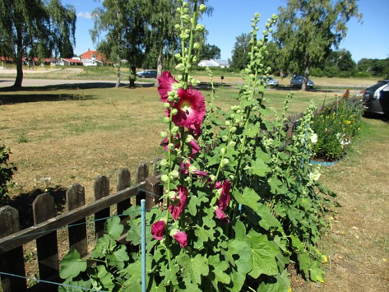 Stockros  
                                 
2018-06-29 Stockros_0105  
Granudden  
Färjestaden  
Öland