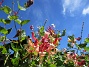                                 (2018-06-29 Kaprifol_0045)
