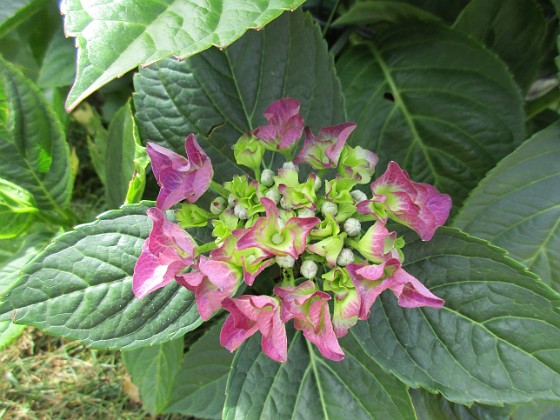 Hortensia  
  
2018-07-02 Hortensia_0051  
Granudden  
Färjestaden  
Öland