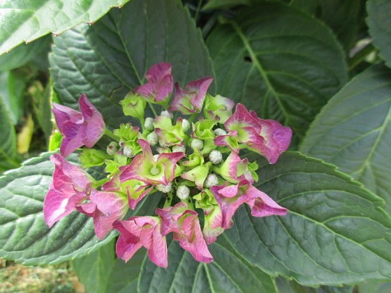 Hortensia  
  
2018-07-02 Hortensia_0052  
Granudden  
Färjestaden  
Öland