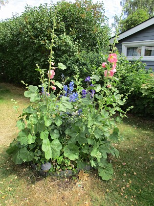                                  
2018-07-02 IMG_0031  
Granudden  
Färjestaden  
Öland