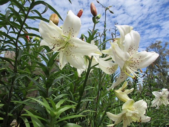 Liljor  
                                 
2018-07-02 Liljor_0004  
Granudden  
Färjestaden  
Öland