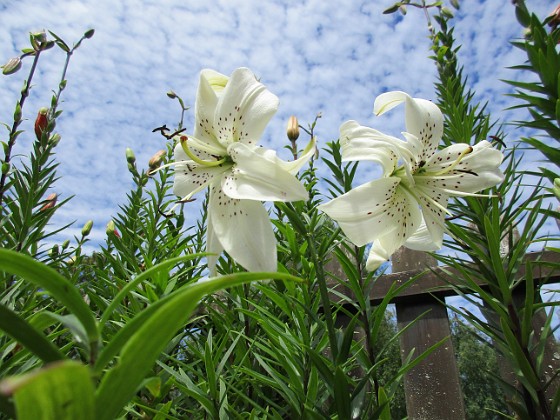 Liljor  
                                 
2018-07-02 Liljor_0012  
Granudden  
Färjestaden  
Öland