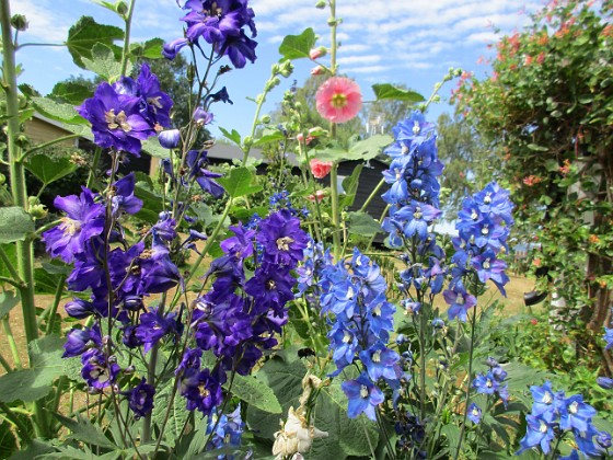 Riddarsporre  
  
2018-07-02 Riddarsporre_0035  
Granudden  
Färjestaden  
Öland