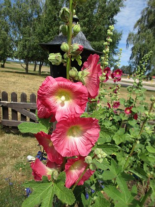 Stockros  
                                 
2018-07-02 Stockros_0017  
Granudden  
Färjestaden  
Öland