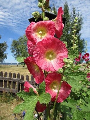 Stockros  
  
2018-07-02 Stockros_0018  
Granudden  
Färjestaden  
Öland