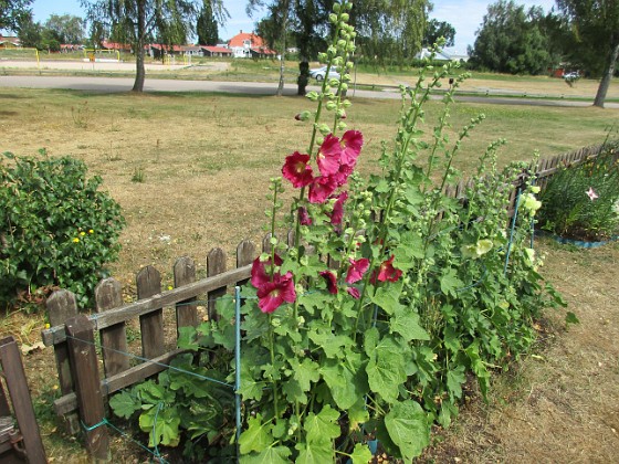 Stockros  
  
2018-07-02 Stockros_0023  
Granudden  
Färjestaden  
Öland