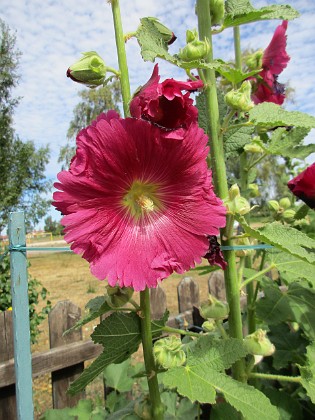 Stockros  
  
2018-07-02 Stockros_0024  
Granudden  
Färjestaden  
Öland