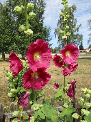 Stockros  
  
2018-07-02 Stockros_0025  
Granudden  
Färjestaden  
Öland