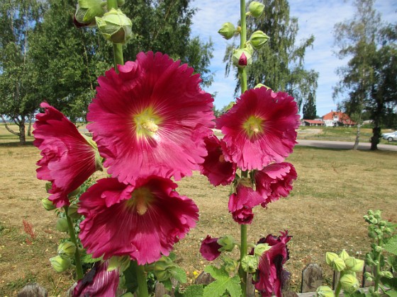 Stockros  
  
2018-07-02 Stockros_0026  
Granudden  
Färjestaden  
Öland