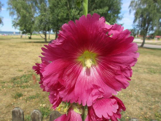 Stockros  
  
2018-07-02 Stockros_0028  
Granudden  
Färjestaden  
Öland