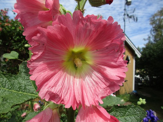 Stockros  
  
2018-07-02 Stockros_0038  
Granudden  
Färjestaden  
Öland