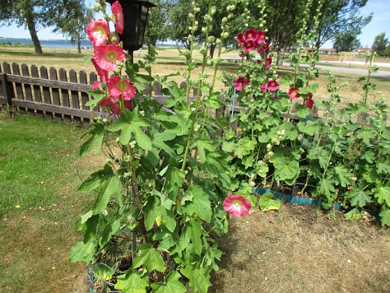 Stockros  
  
2018-07-02 Stockros_0053  
Granudden  
Färjestaden  
Öland