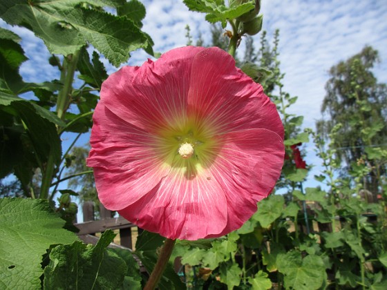 Stockros  
  
2018-07-02 Stockros_0054  
Granudden  
Färjestaden  
Öland