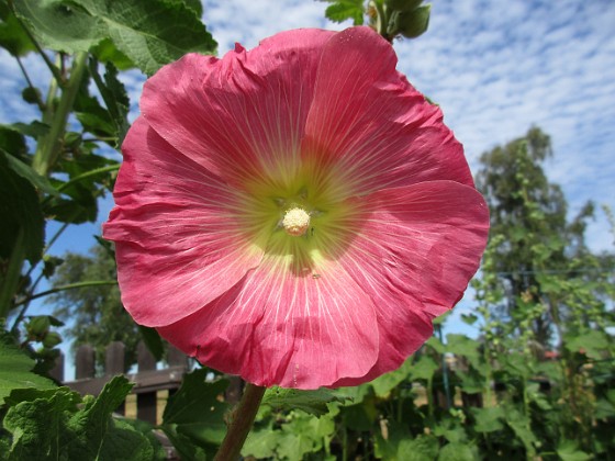 Stockros  
                                 
2018-07-02 Stockros_0055  
Granudden  
Färjestaden  
Öland