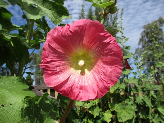 Stockros  
                                 
2018-07-02 Stockros_0058  
Granudden  
Färjestaden  
Öland