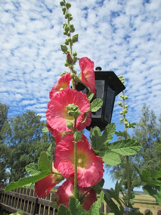 Stockros  
                                 
2018-07-02 Stockros_0059  
Granudden  
Färjestaden  
Öland