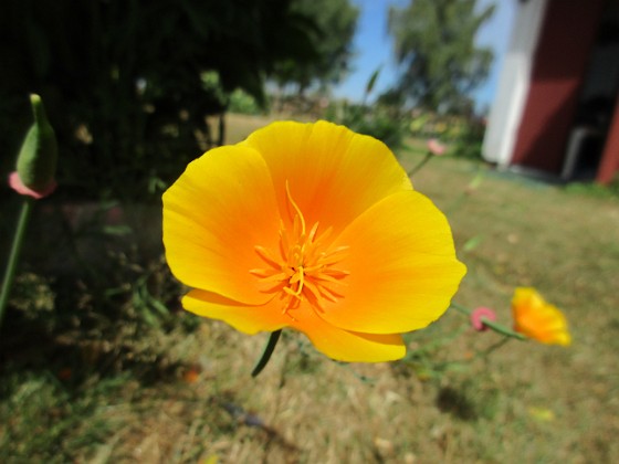 Sömntuta  
  
2018-07-02 Sömntuta_0040  
Granudden  
Färjestaden  
Öland