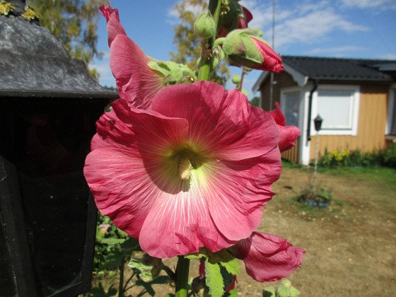 Stockros  
                                 
2018-07-04 Stockros_0026  
Granudden  
Färjestaden  
Öland