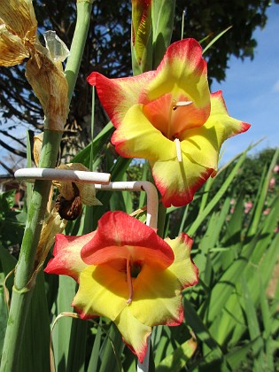 Gladioler