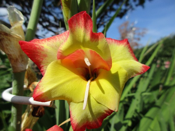 Gladioler {  } 