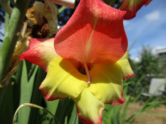 Gladioler 
                               