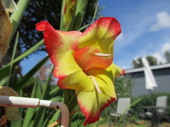 Gladioler 
                               