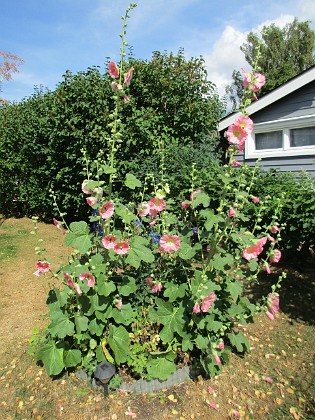 Stockros  
  
2018-07-12 Stockros_0011  
Granudden  
Färjestaden  
Öland