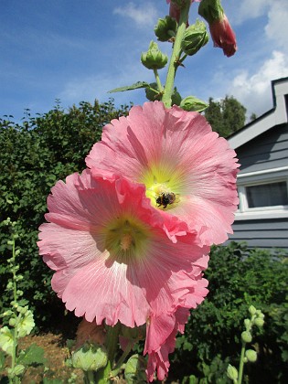 Stockros  
                                 
2018-07-12 Stockros_0012  
Granudden  
Färjestaden  
Öland