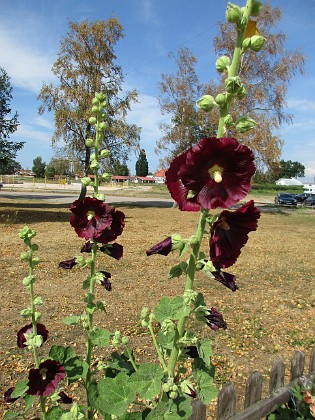 Stockros  
                                 
2018-07-12 Stockros_0028  
Granudden  
Färjestaden  
Öland