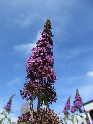 Syrenbuddleja 
                               