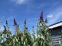                                 (2018-07-12 Syrenbuddleja_0010)