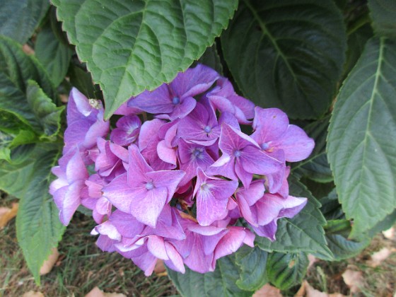 Hortensia