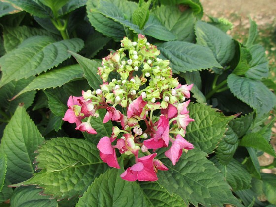 Hortensia  
                                 
2018-07-16 Hortensia_0060  
Granudden  
Färjestaden  
Öland