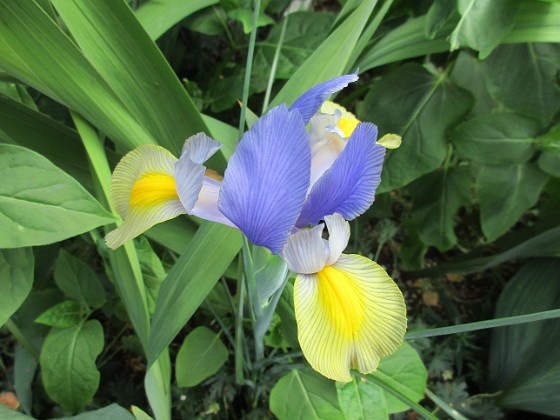 Iris 
                               