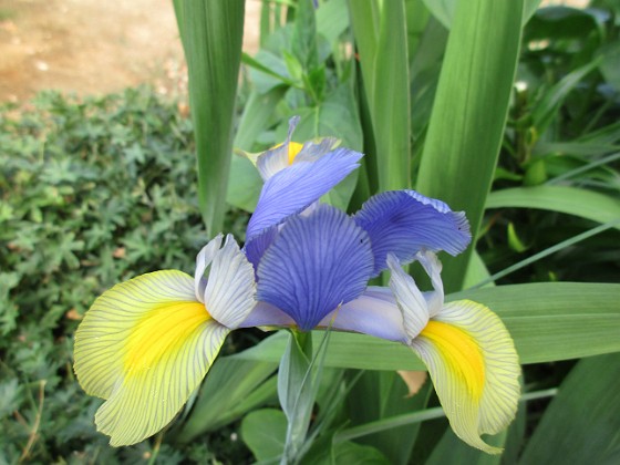 Iris 
                               