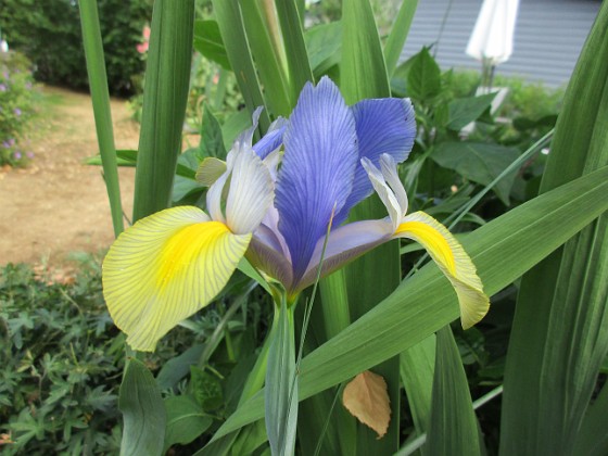 Iris 
                               