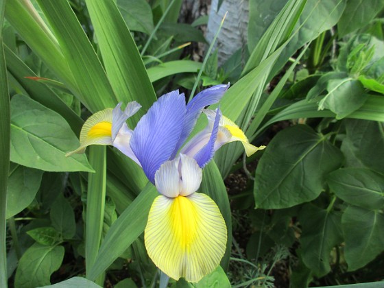 Iris  
                                 
2018-07-16 Iris_0004  
Granudden  
Färjestaden  
Öland