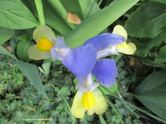 Iris 
                               