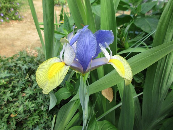 Iris {  } 