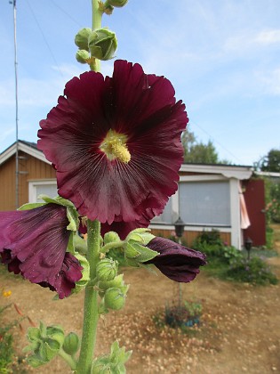 Stockros  
                                 
2018-07-16 Stockros_0040  
Granudden  
Färjestaden  
Öland