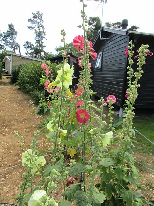 Stockros  
                                 
2018-07-16 Stockros_0043  
Granudden  
Färjestaden  
Öland