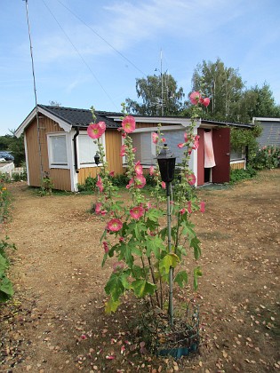 Stockros  
                                 
2018-07-16 Stockros_0050  
Granudden  
Färjestaden  
Öland