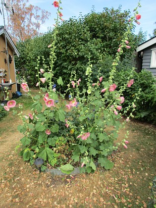 Stockros  
                                 
2018-07-16 Stockros_0061  
Granudden  
Färjestaden  
Öland