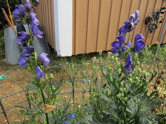 Stormhatt  
                                 
2018-07-16 Stormhatt_0037  
Granudden  
Färjestaden  
Öland