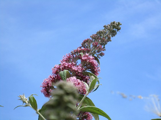 Syrenbuddleja