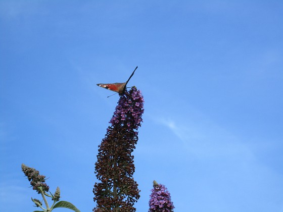 Syrenbuddleja 
                               