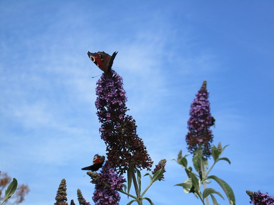 Syrenbuddleja  
                                 
2018-07-16 Syrenbuddleja_0065  
Granudden  
Färjestaden  
Öland