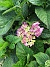                                 (2018-07-16 Hortensia_0059)